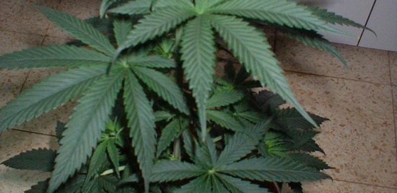 Macomb judge’s ruling makes medical marijuana one big legal gray area