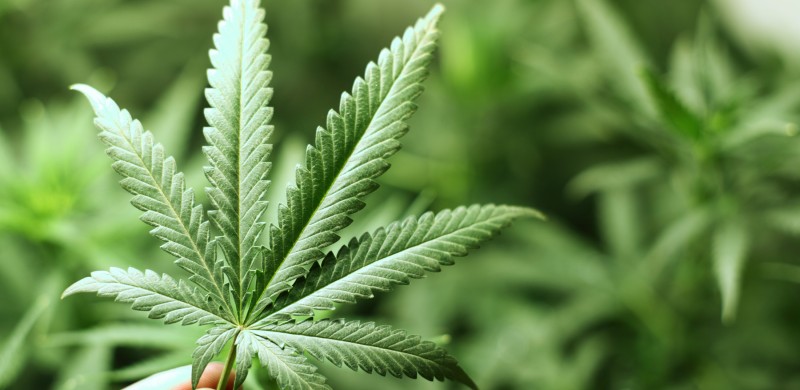 Medical Marijuana Amendments Could Harm Michigan Residents