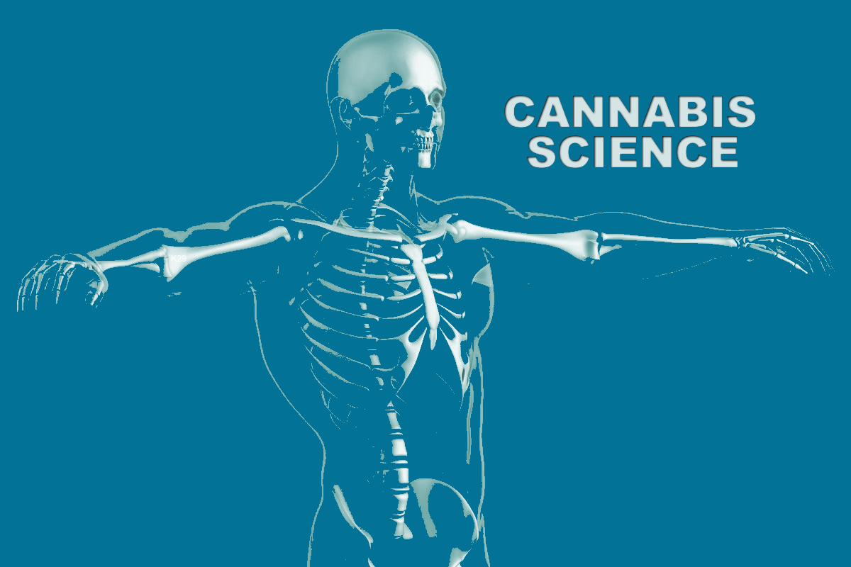cannabis-science-and-research-K29