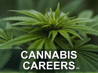 Careers int he Cannabis Industry