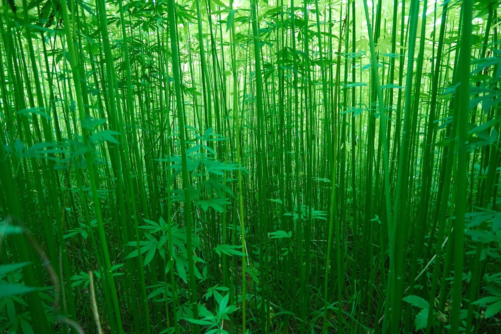Trump signed the US Farm Bill into law which legalizes hemp