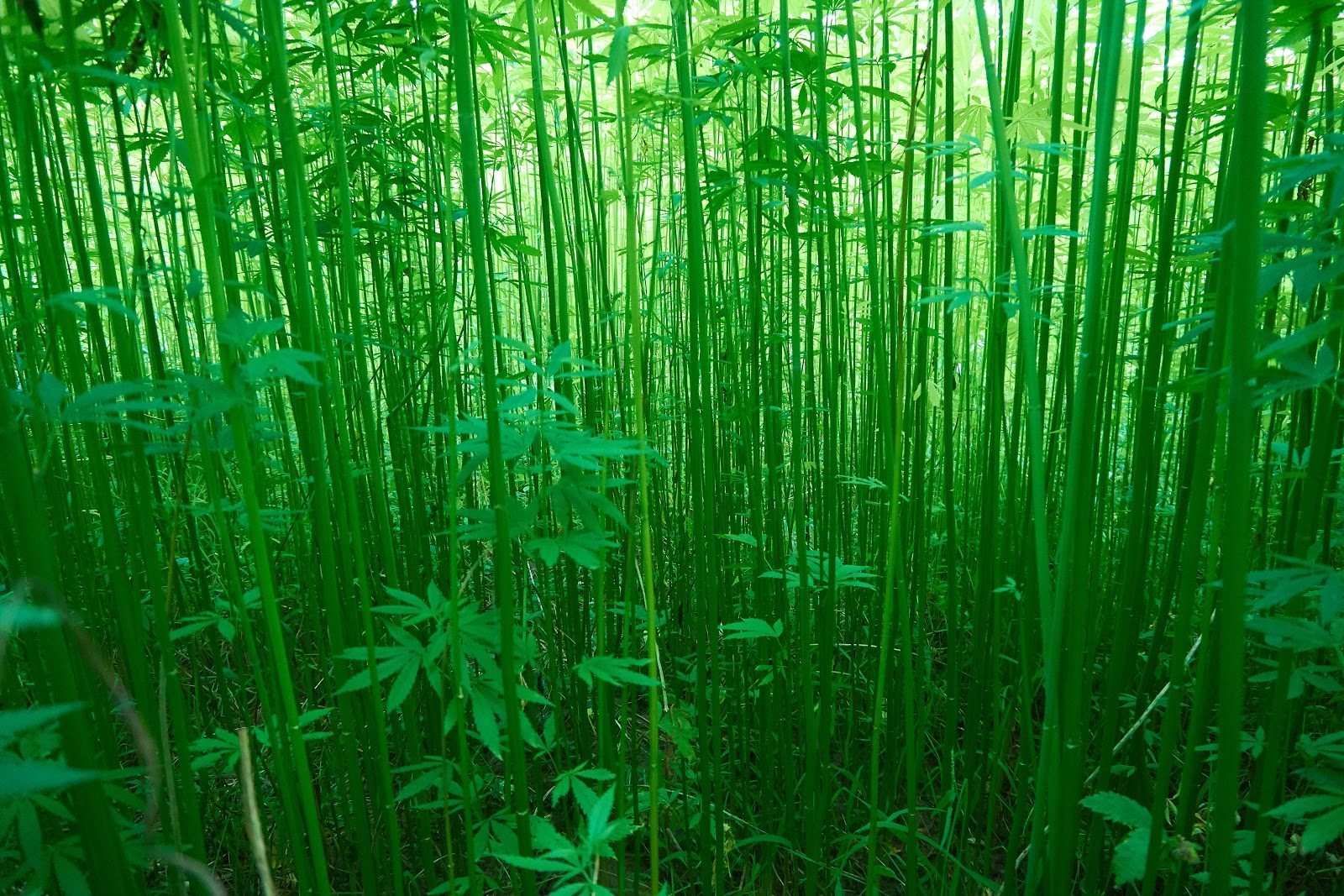 Hemp-plants