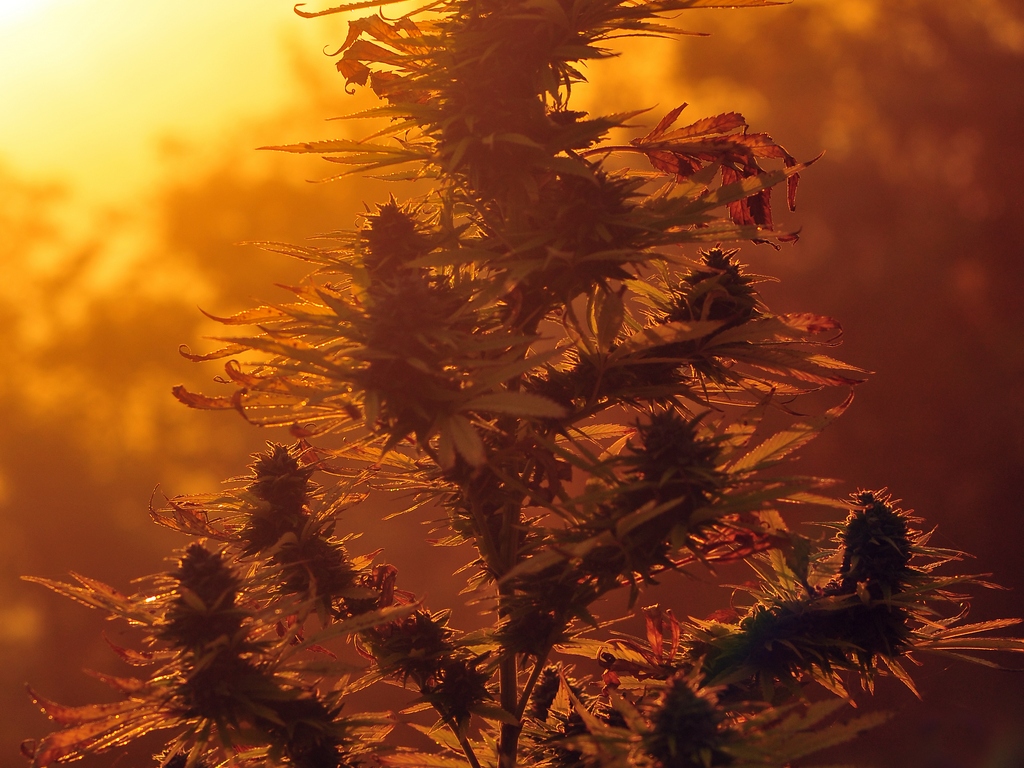cannabis-hemp-plant-during-sunset