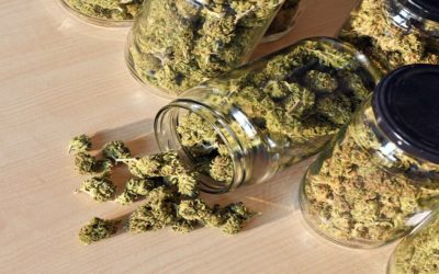 Marijuana Regulatory Agency Releases Licensing for Adult-Use Applications