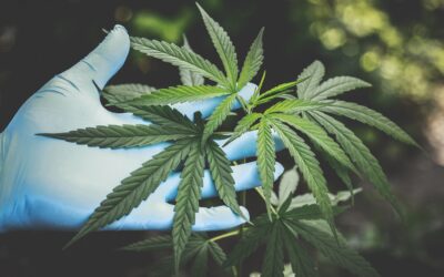 U.N. Reclassifies Cannabis as a Less Dangerous Drug