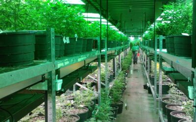 Marijuana Regulatory Agency to Issue Rec Licenses Early