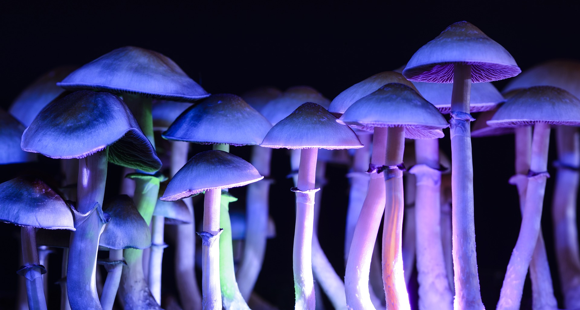 Detroit Magic Mushrooms
