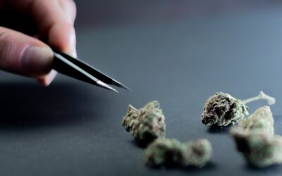 Testing Lab Sues Marijuana Regulatory Agency Over Recall