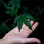 Marijuana grow busted