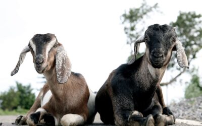 Dead goats lead Michigan deputies to illegal marijuana grow