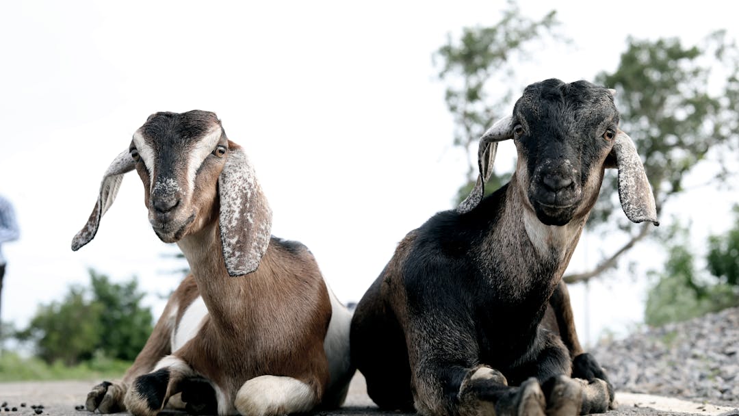 Dead goats lead Michigan deputies to illegal marijuana grow